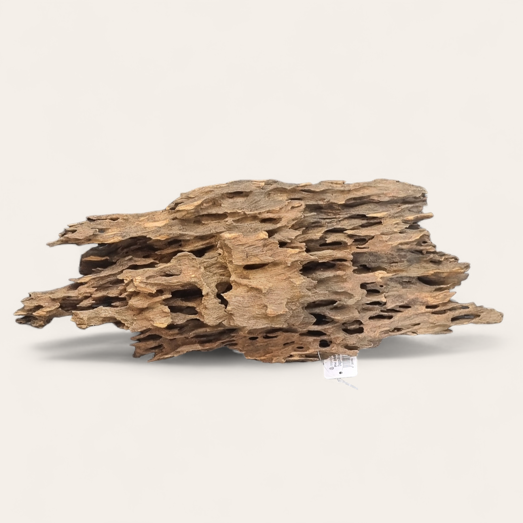 Drachenholz / Dragonwood Wurzel233