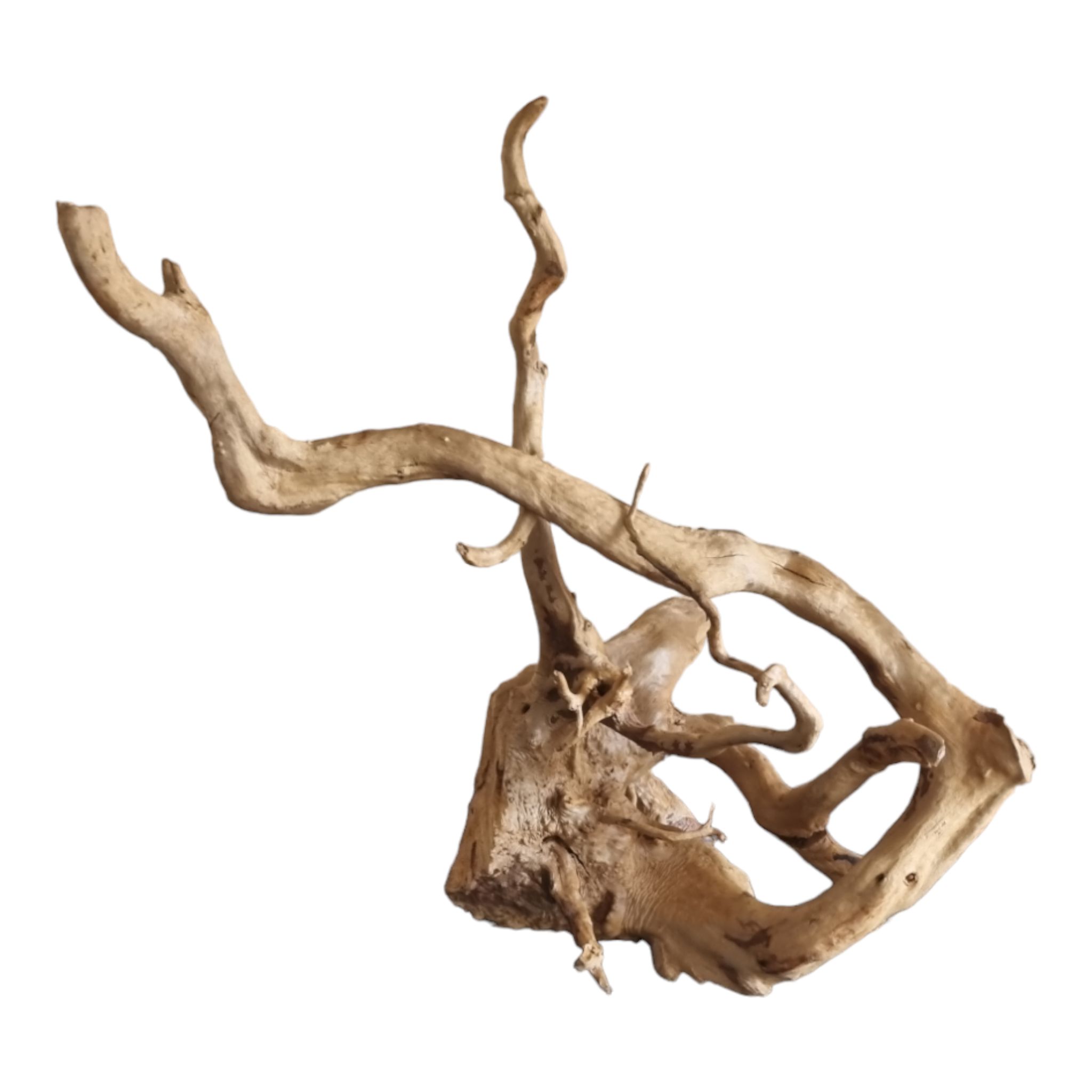 Rote Moorwurzel / Fingerwurzel Größe XL Nr.572