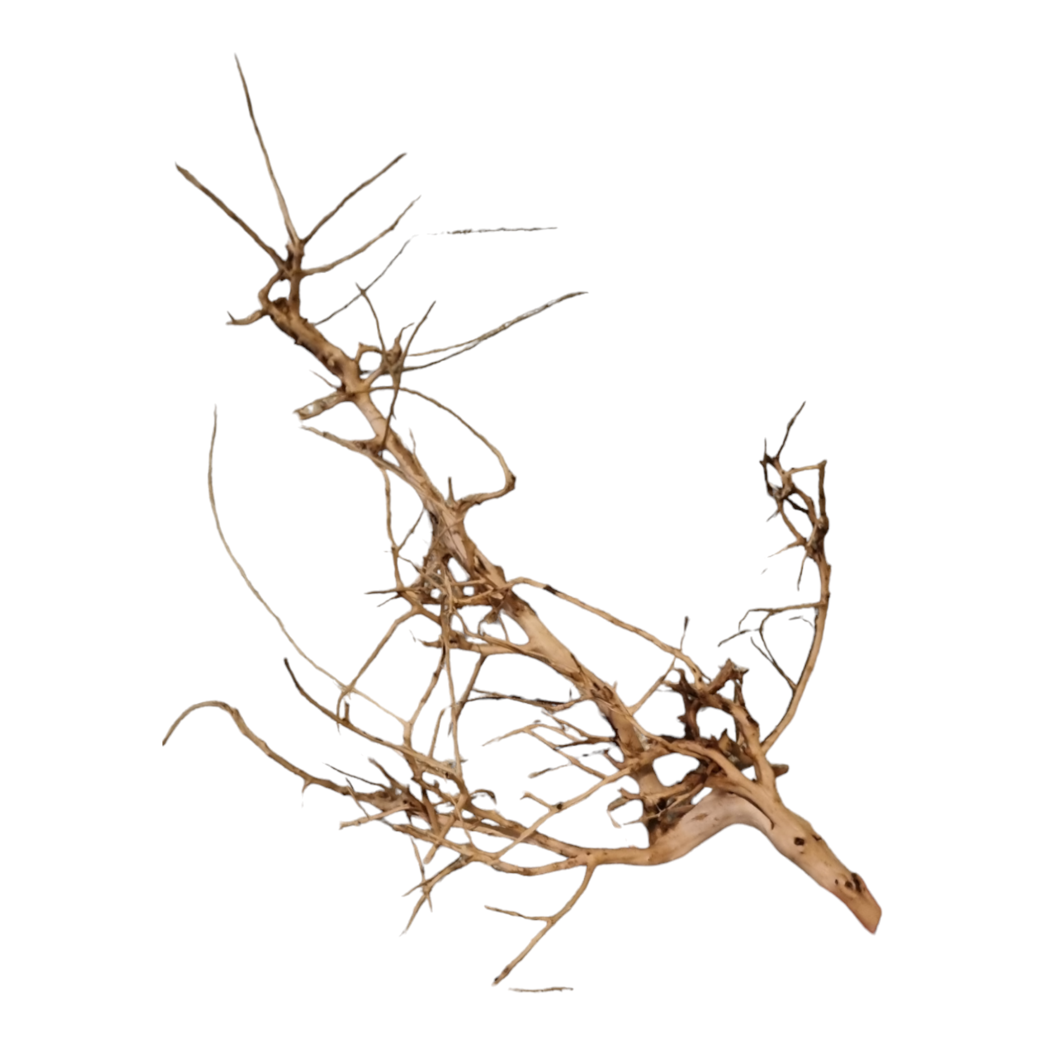 Small tree branches Nr.658