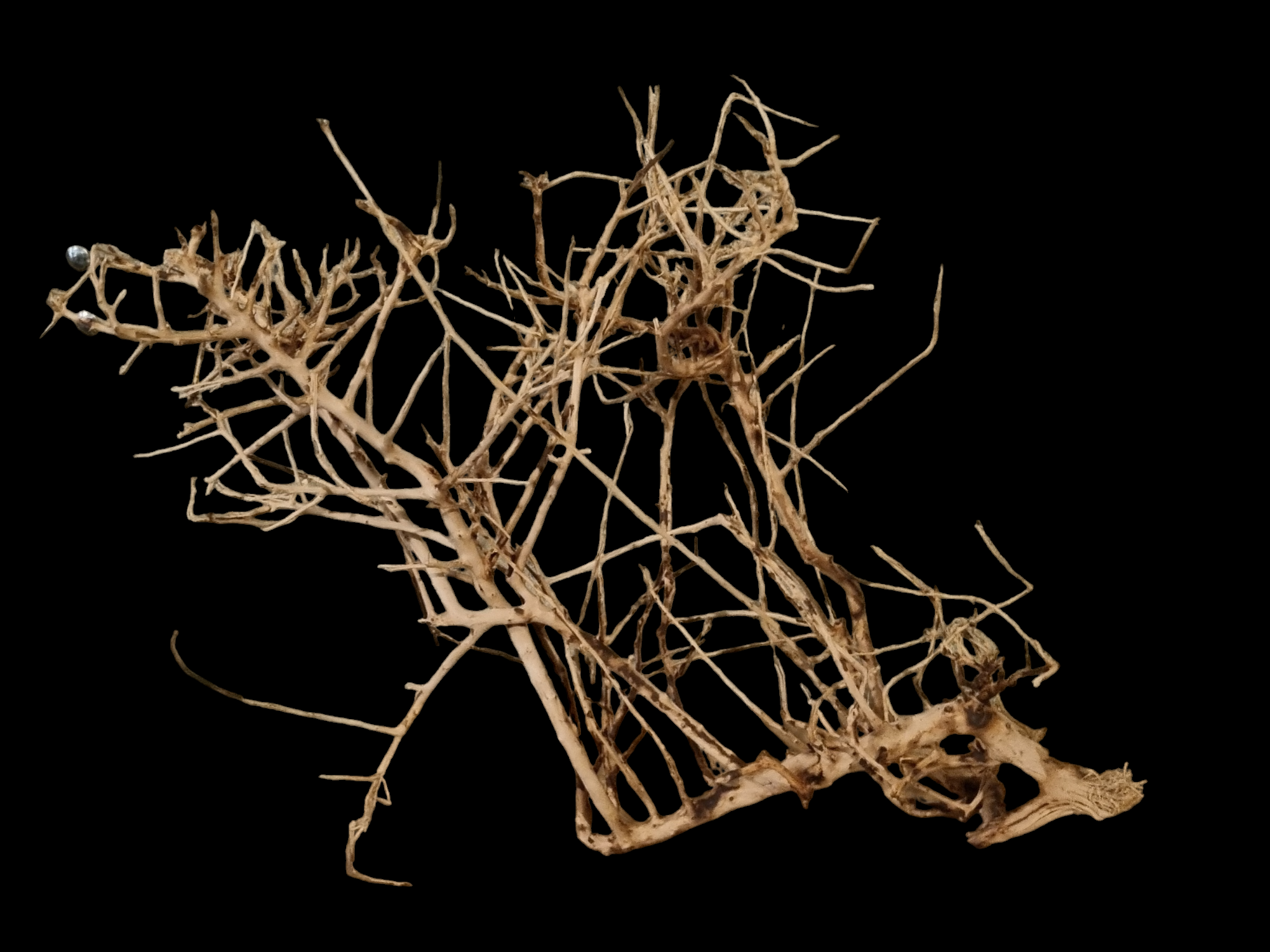 Small tree branches Nr.671