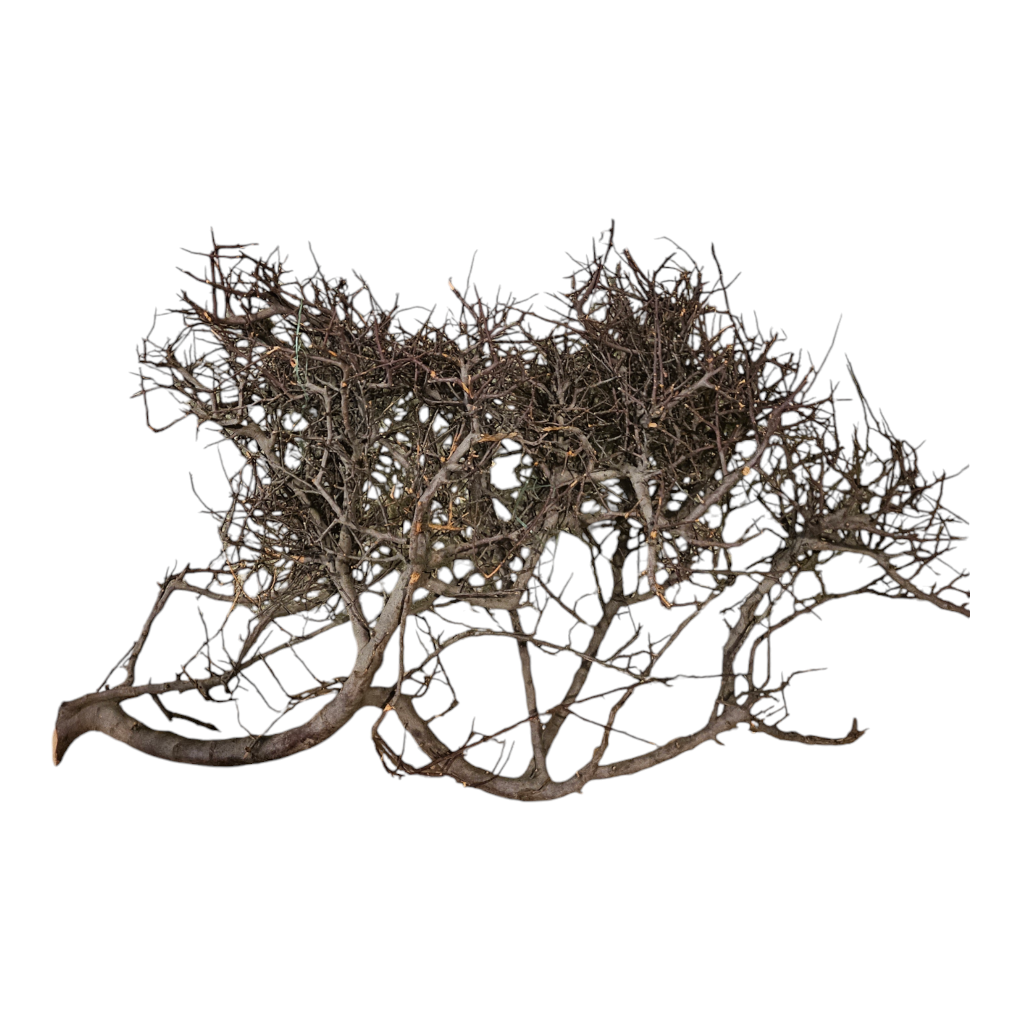 Small tree branches Nr.207