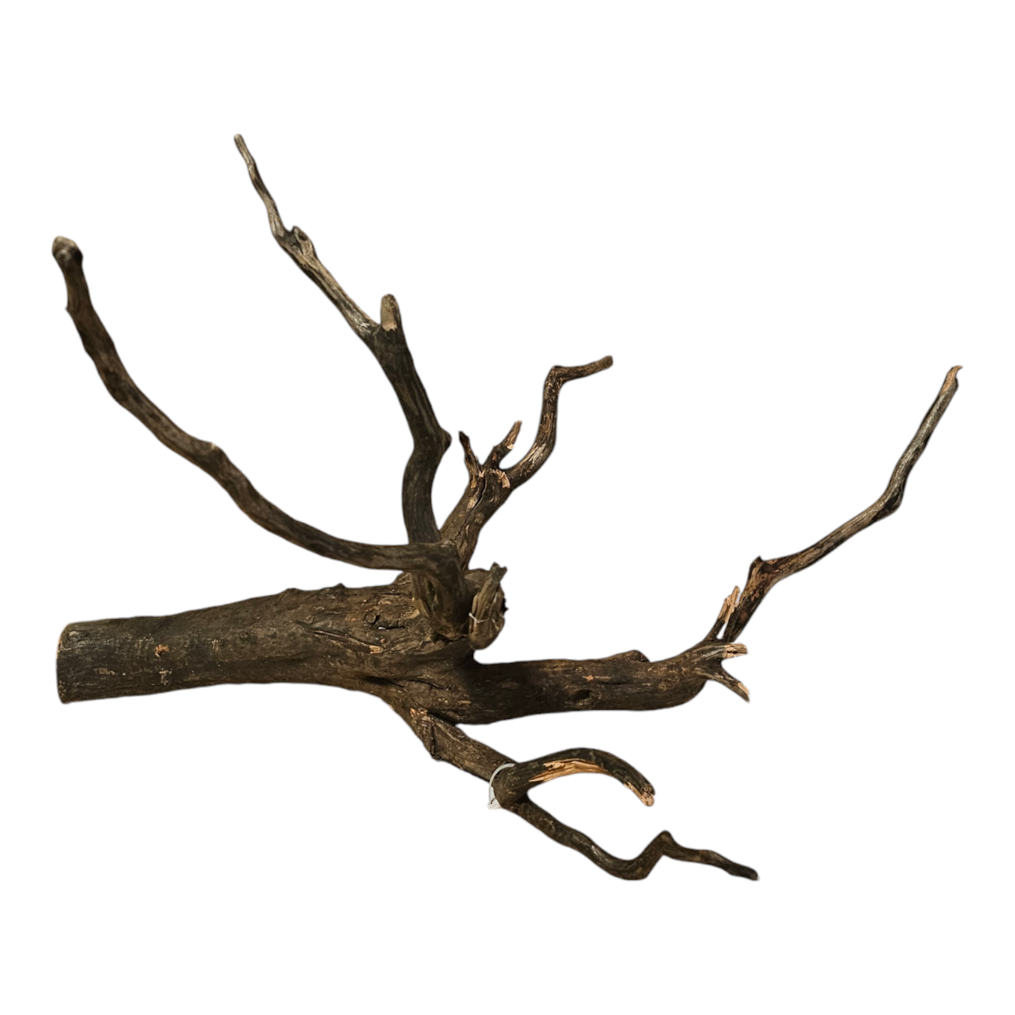 Black Root L Wurzel427