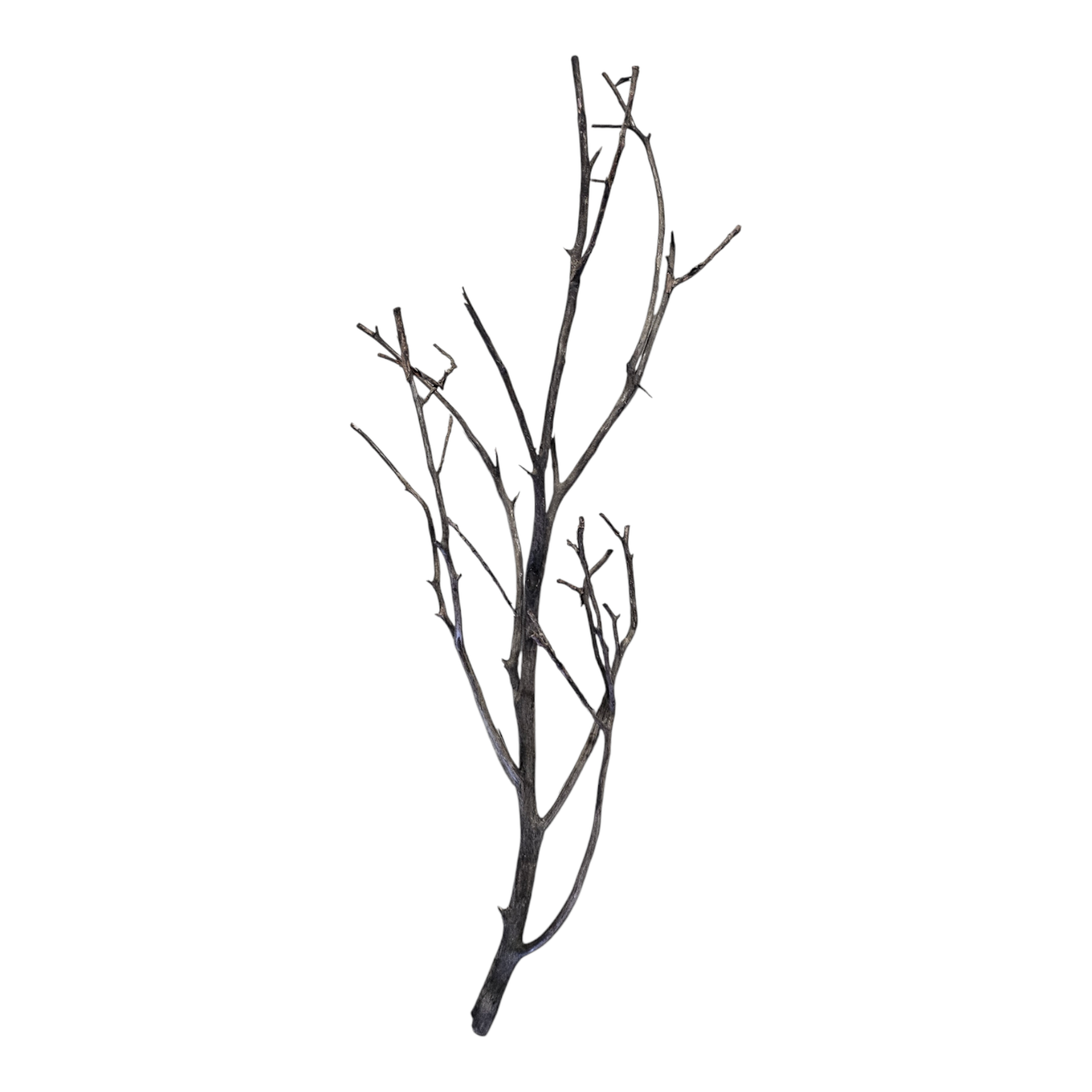 Octopus Wood Nr. 810