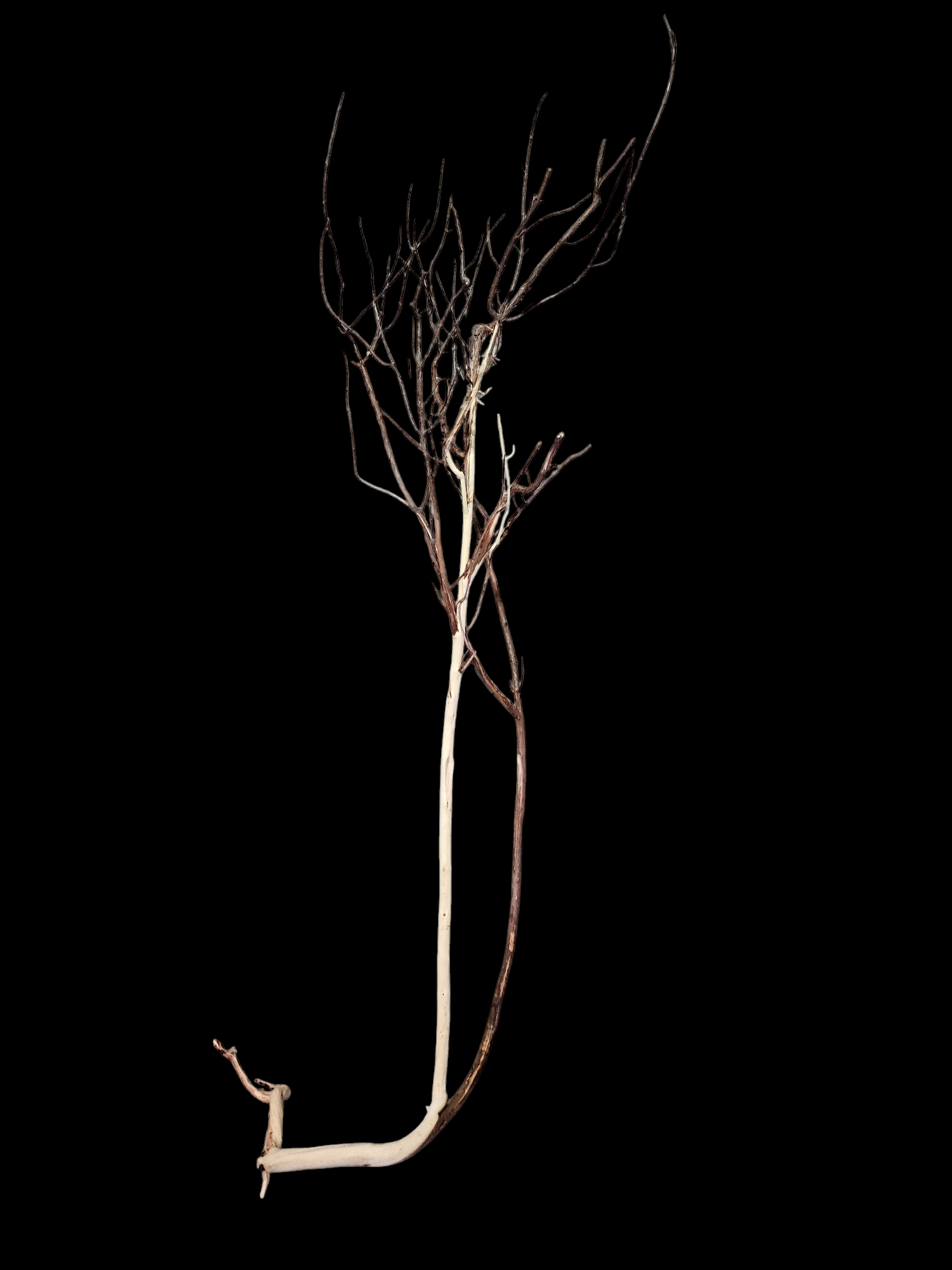 Ghost Wood L Nr.782