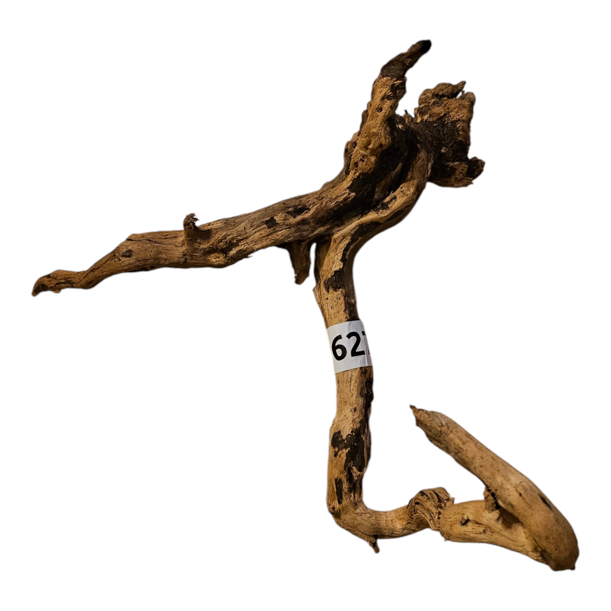 Coral Sinker Wood Nr.627