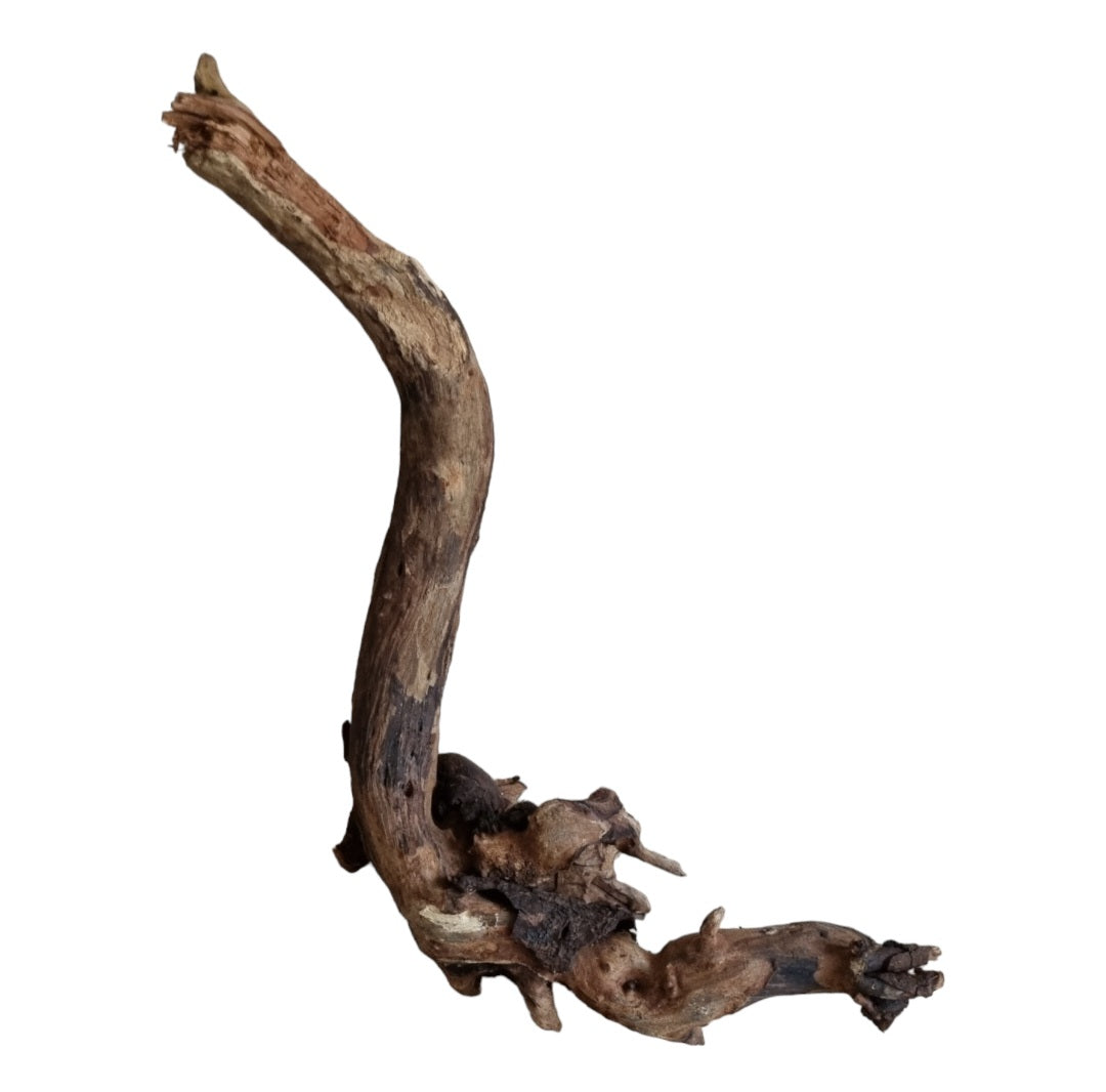 Driftwood / Flusswurzel Nr.51