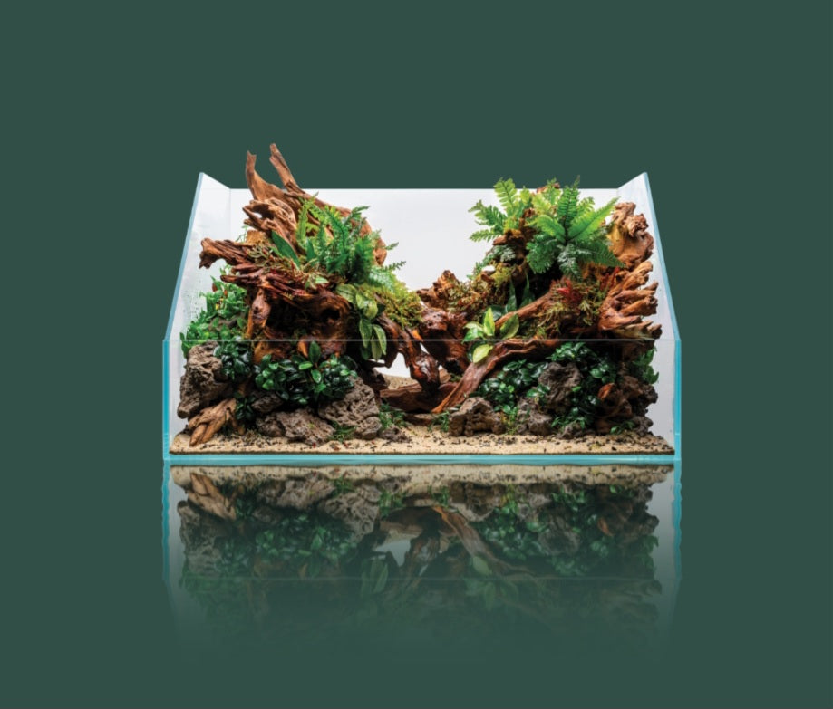 Das Bild zeigt ein wunderschön gestaltetes Paludarium, das die Kunst des Aquascapings perfekt verkörpert.