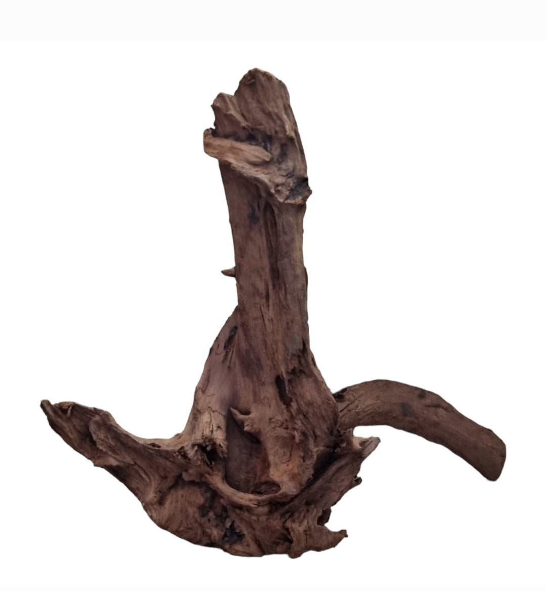 Mangrove Größe XL / Nr.128