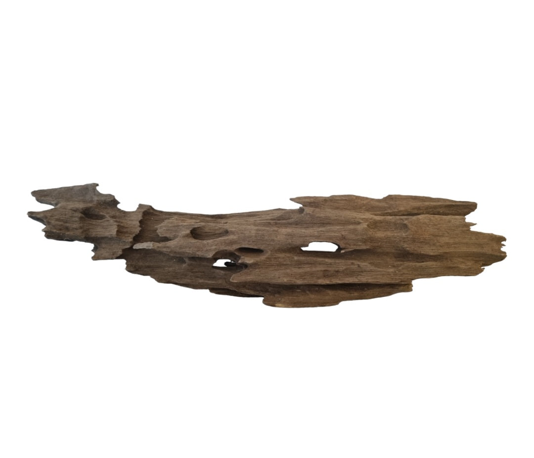 Drachenholz / Dragonwood Wurzel232