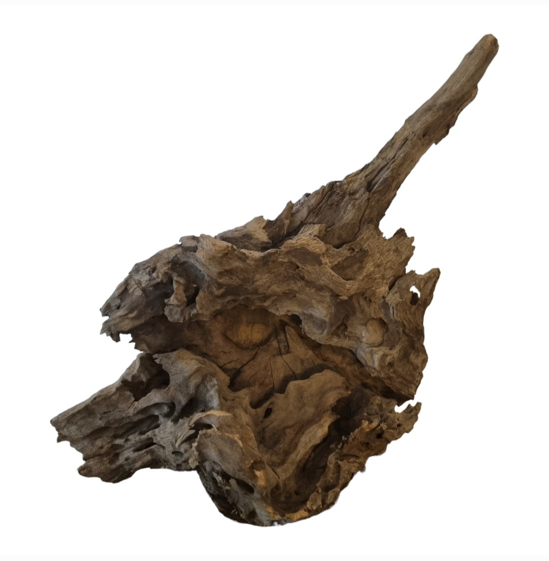 Drachenholz / Dragonwood Wurzel221