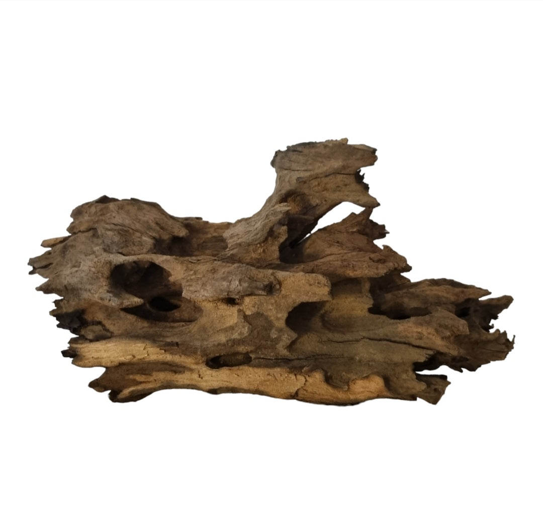 Drachenholz / Dragonwood  Wurzel102