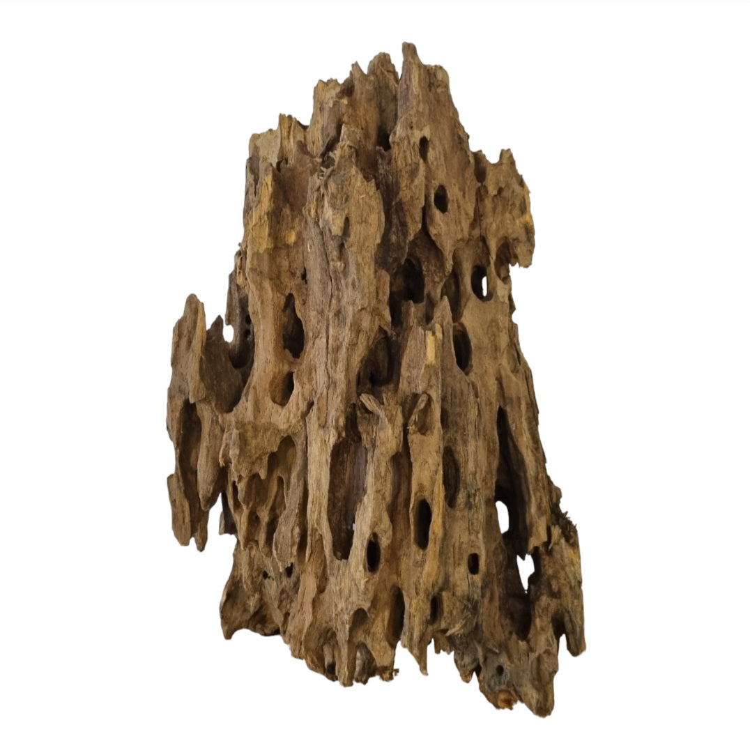 Drachenholz / Dragonwood Wurzel120