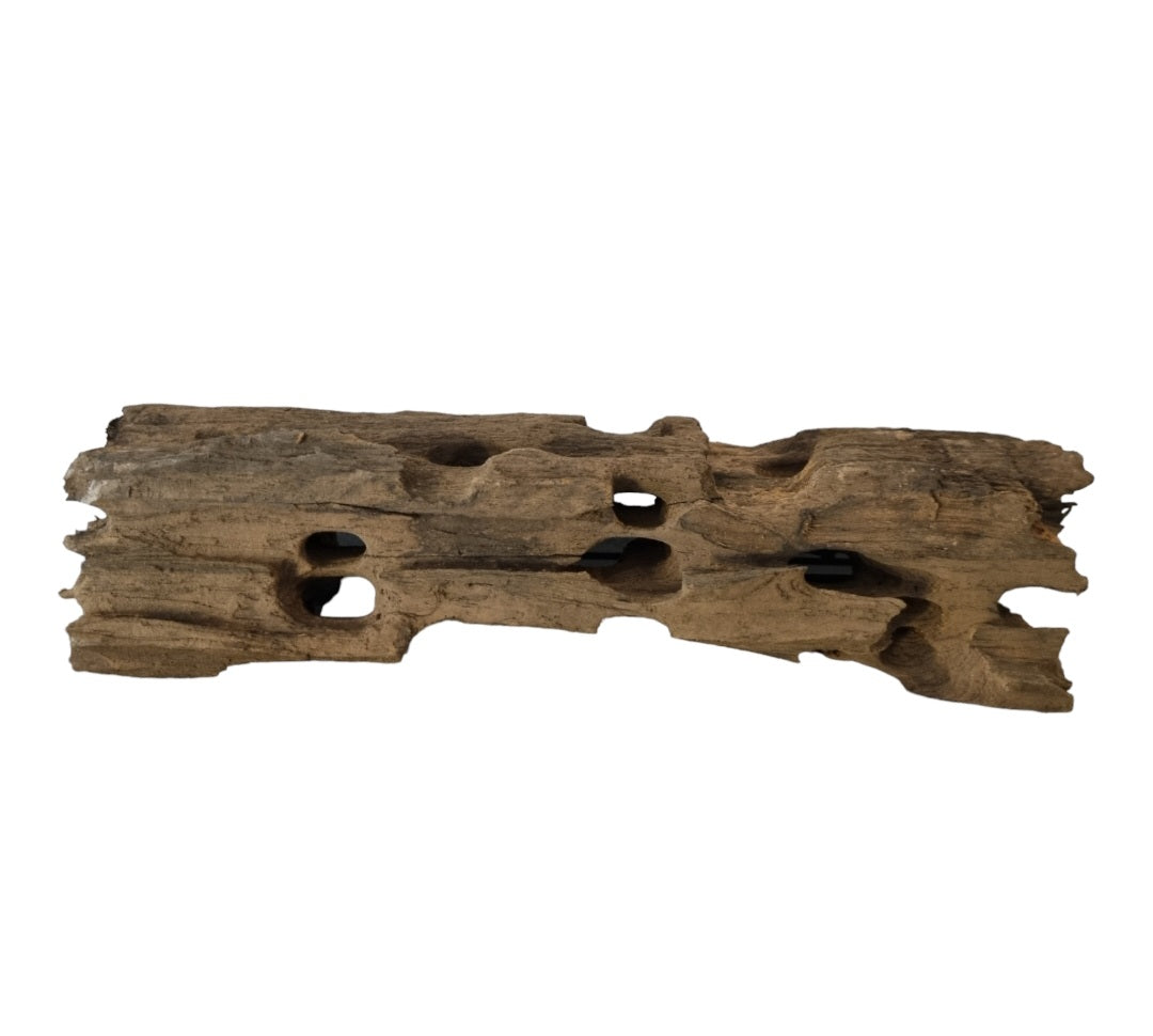 Drachenholz / Dragonwood Wurzel121