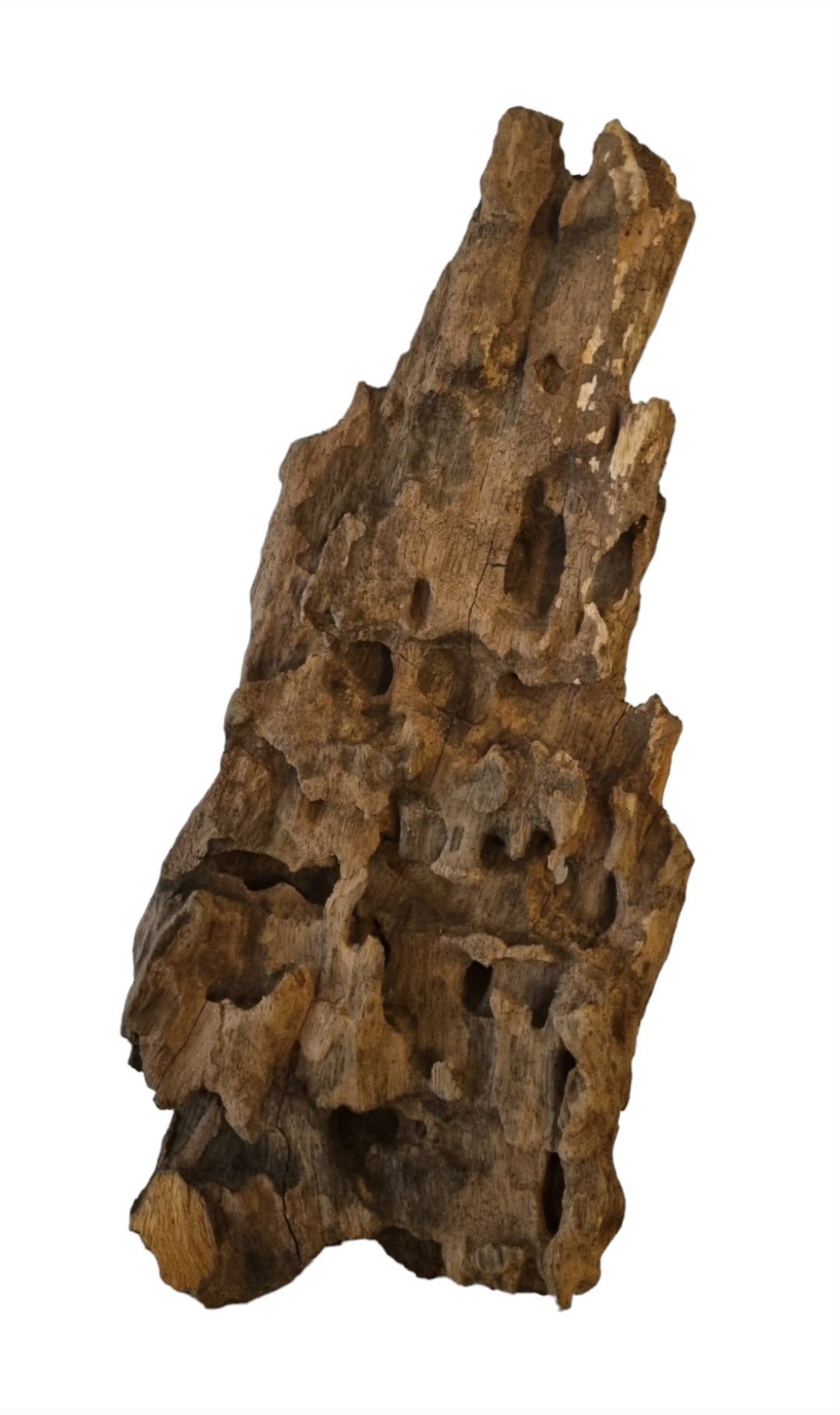 Drachenholz / Dragonwood Wurzel123