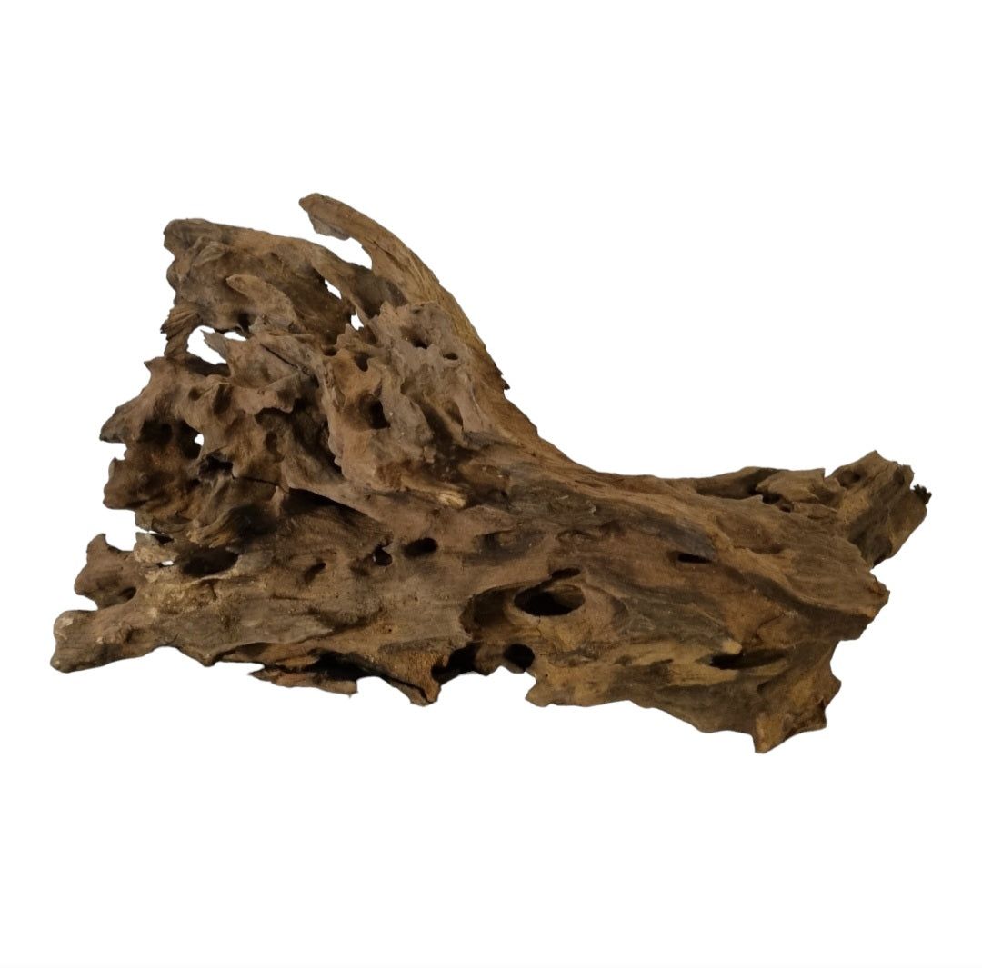 Drachenholz / Dragonwood Wurzel204