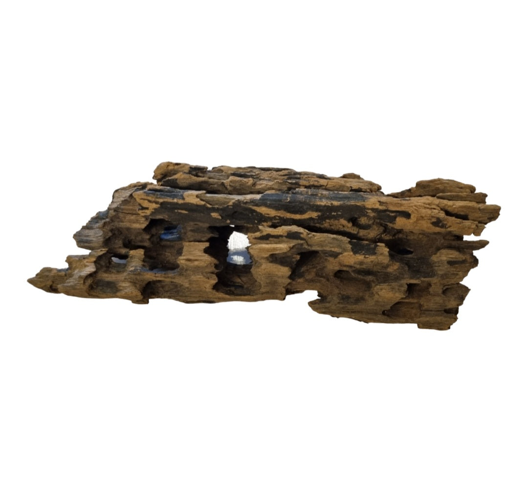 Drachenholz / Dragonwood Wurzel187