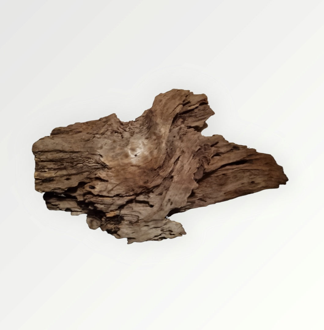 Mangrove Größe XL / Nr.377