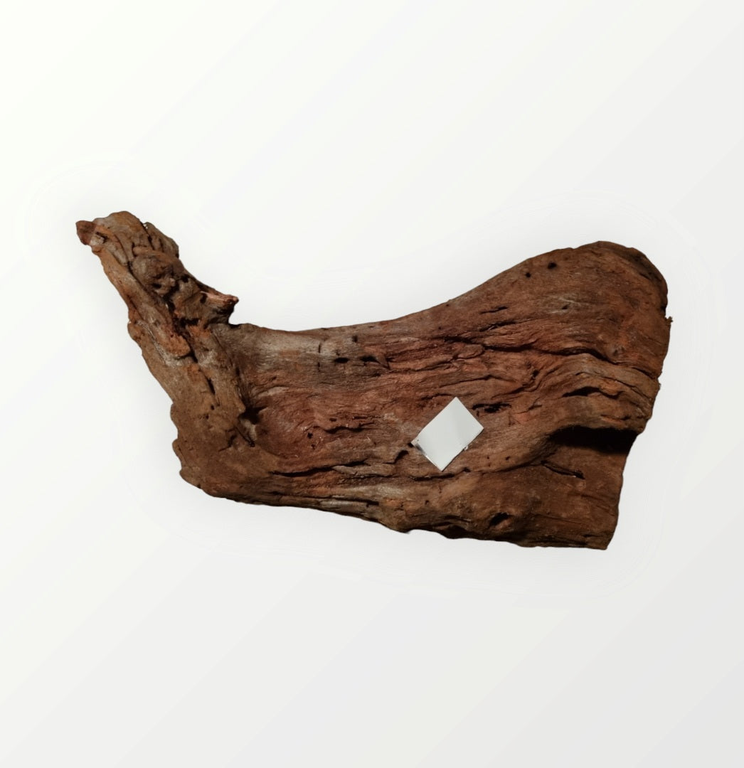 Mangrove Größe XL / Nr.379