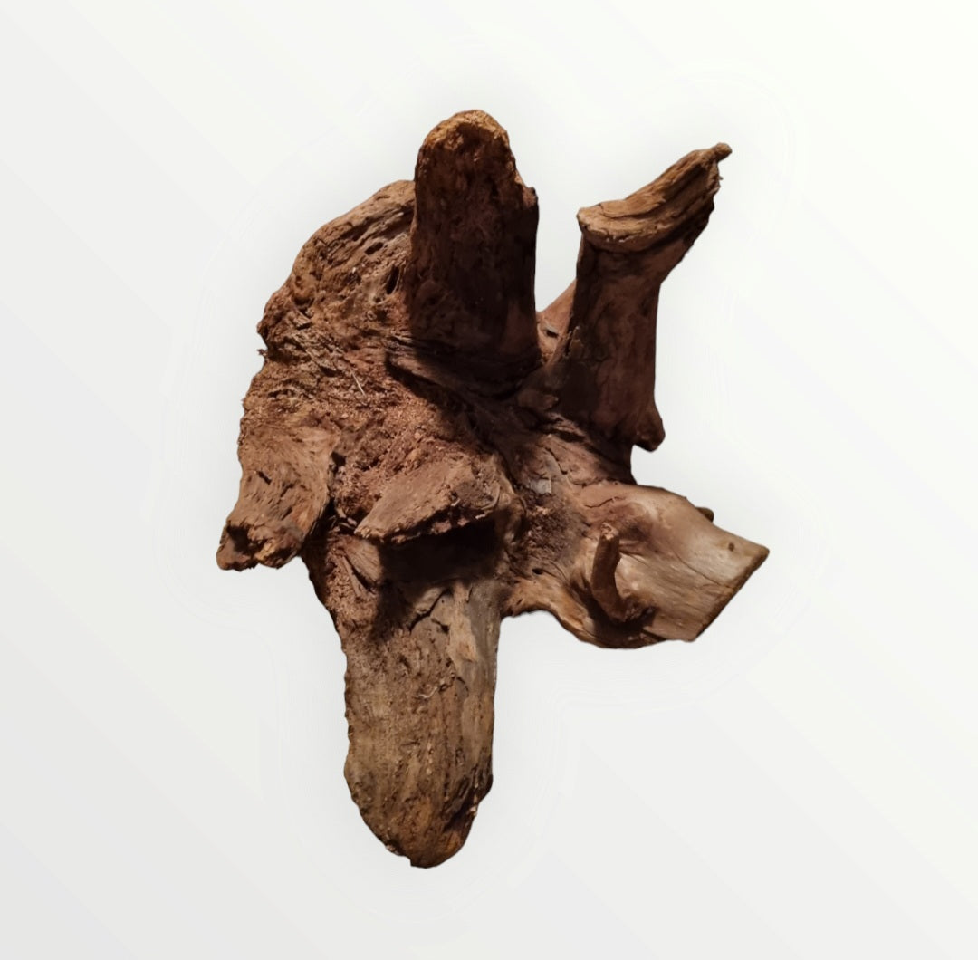 Mangrove Größe XL / Nr.381