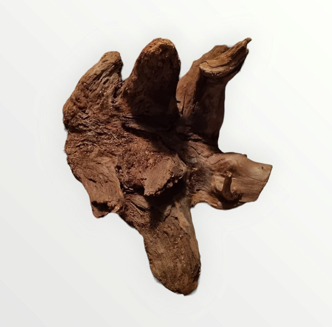 Mangrove Größe XL / Nr.381