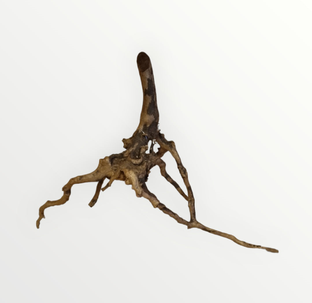 Dunkle Moorwurzel 20-30 cm Wurzel384