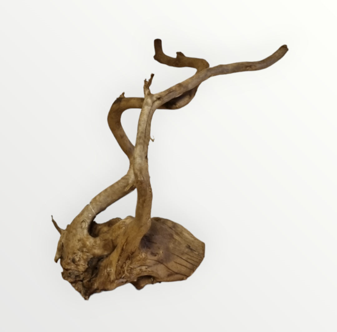 Dunkle Moorwurzel 20-30 cm Wurzel386