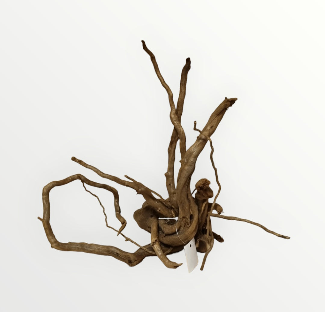 Dunkle Moorwurzel 30-40 cm Wurzel388