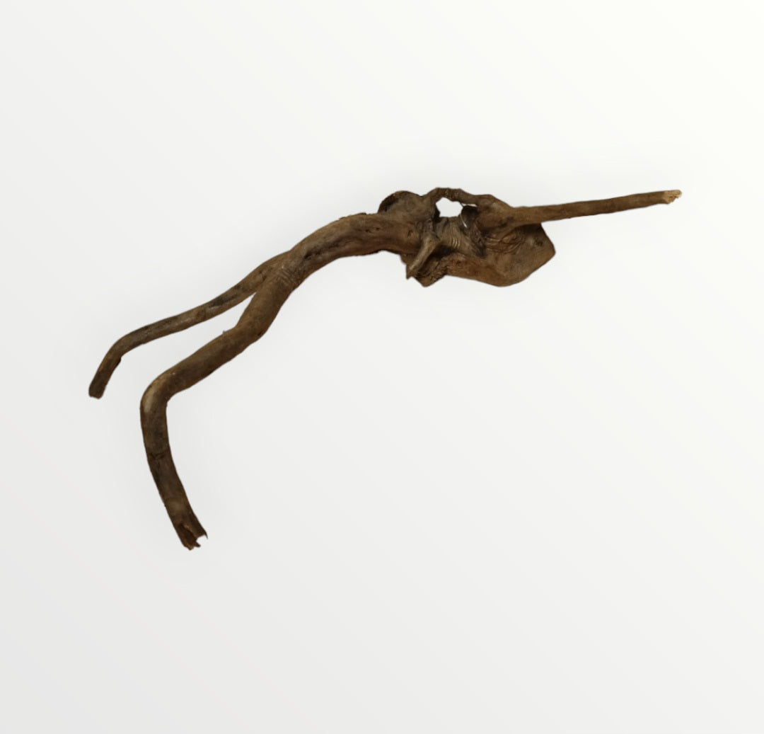 Dunkle Moorwurzel 20-30 cm Wurzel390