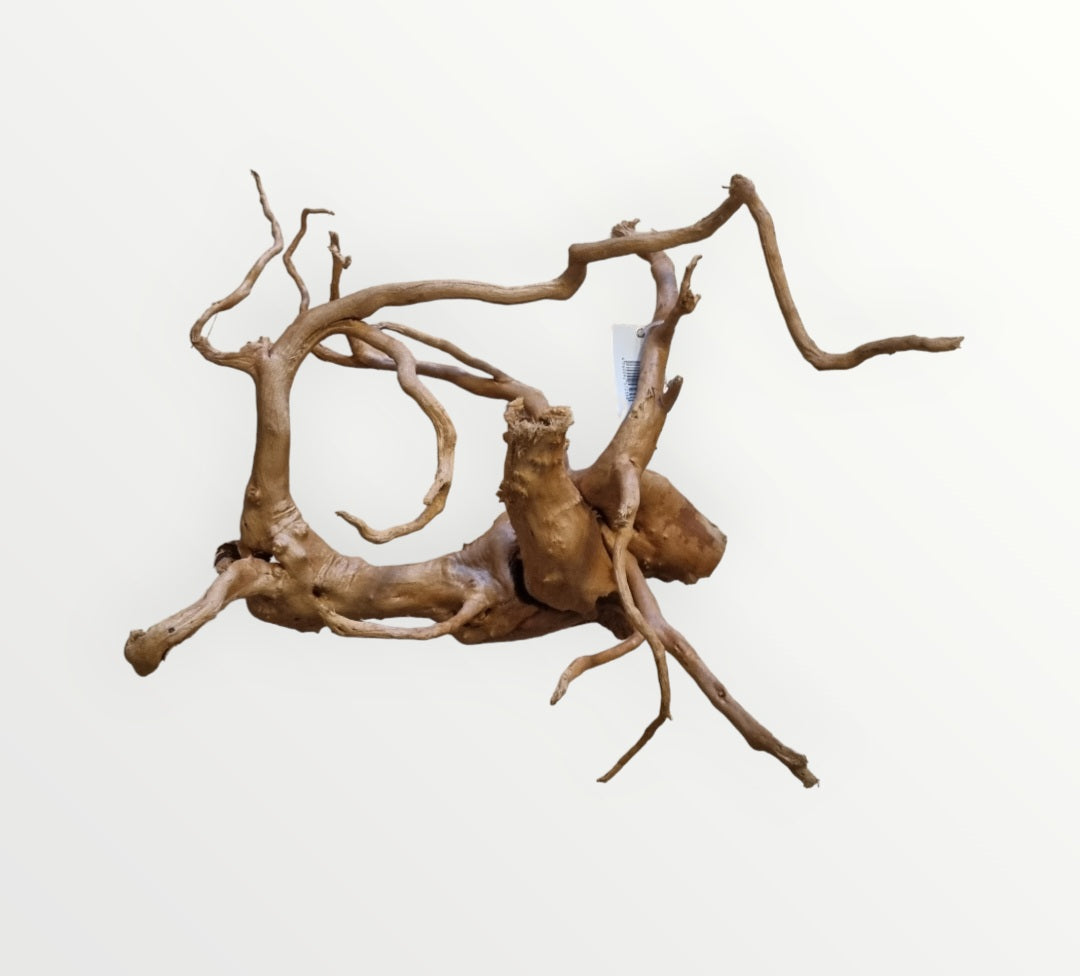 Rote Moorwurzel / Fingerwurzel Größe XL Nr.398