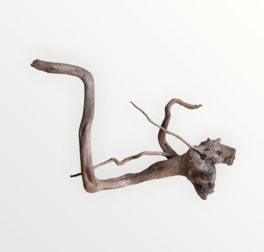 Dunkle Moorwurzel 30-40 cm Wurzel391