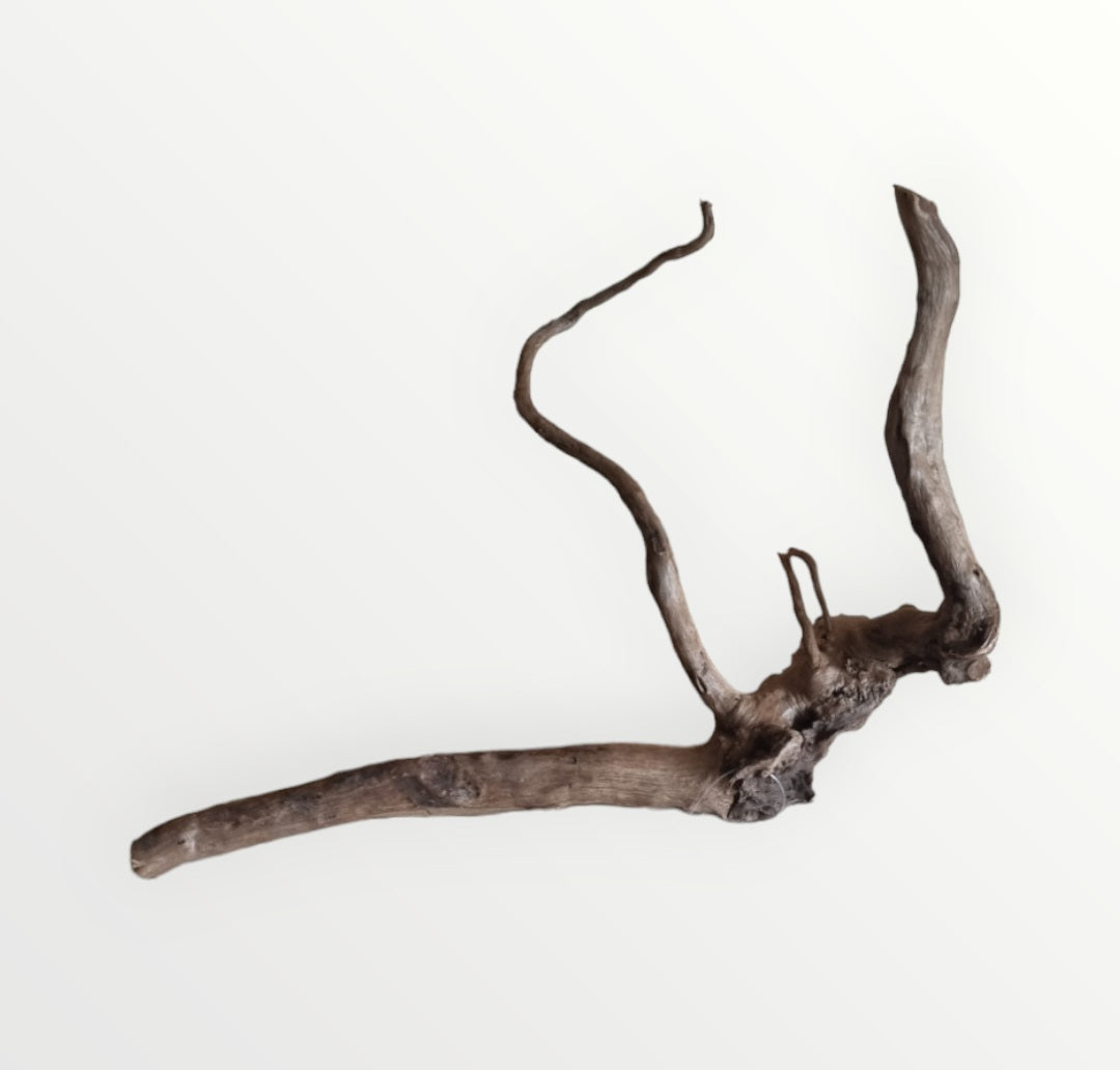 Dunkle Moorwurzel 30-40 cm Wurzel402