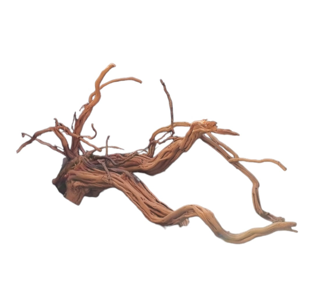 Dragon Wood / Curl Wood  Wurzel404