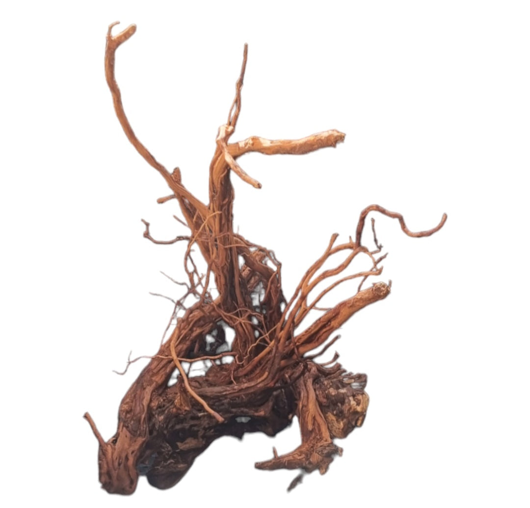 Dragon Wood / Curl Wood  Wurzel407
