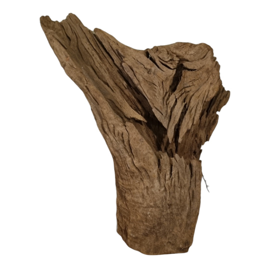 Mangrove Größe XL / Nr.410