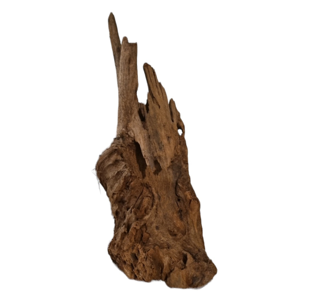 Mangrove Größe XL / Nr.413