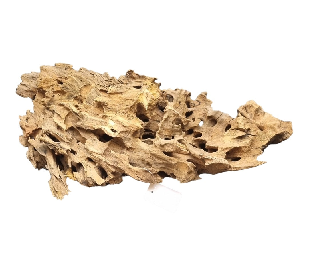 Drachenholz / Dragonwood L Wurzel195