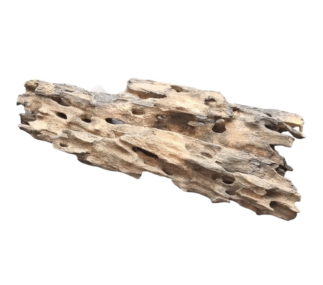 Drachenholz / Dragonwood L Wurzel196