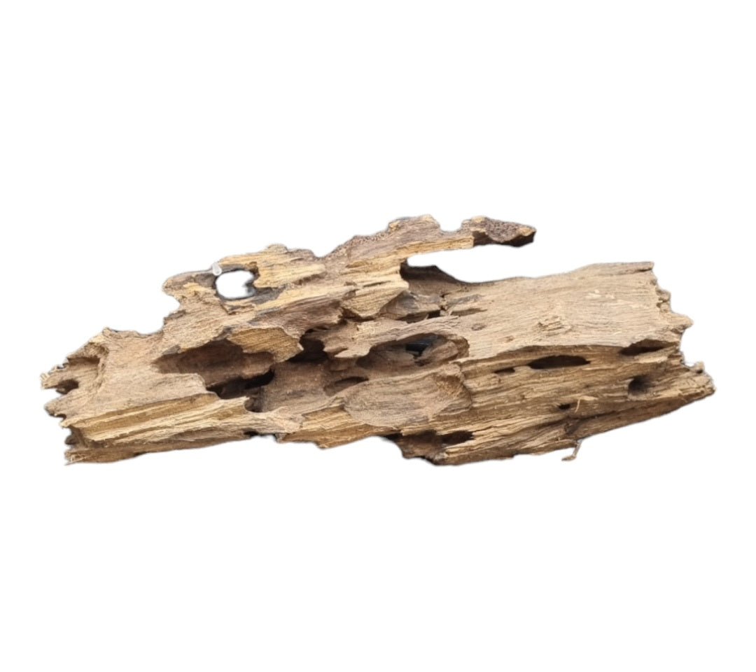 Drachenholz / Dragonwood L Wurzel199