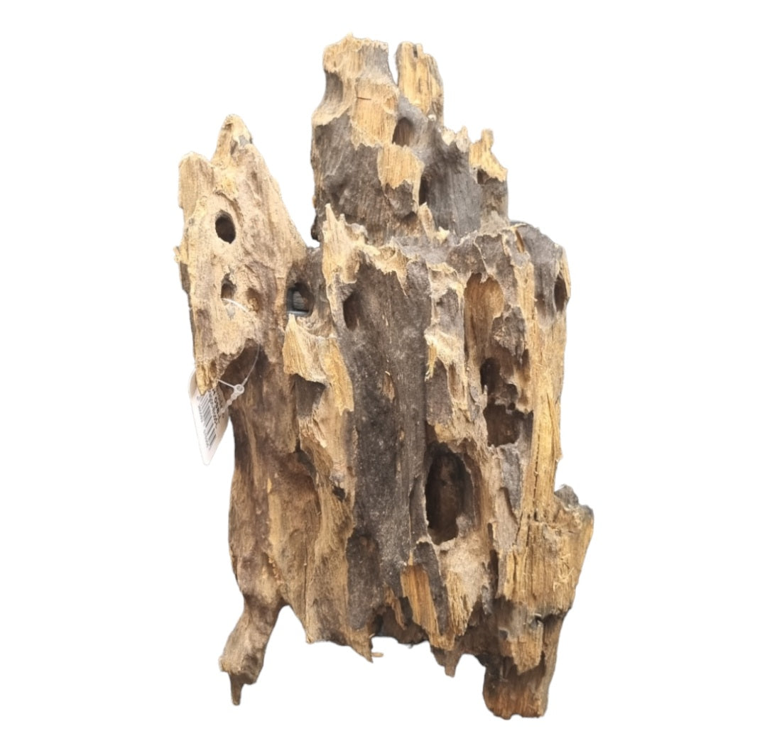 Drachenholz / Dragonwood L Wurzel201