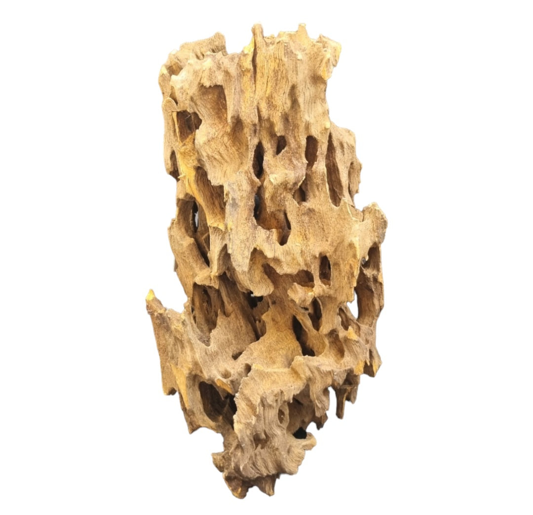 Drachenholz / Dragonwood Wurzel227