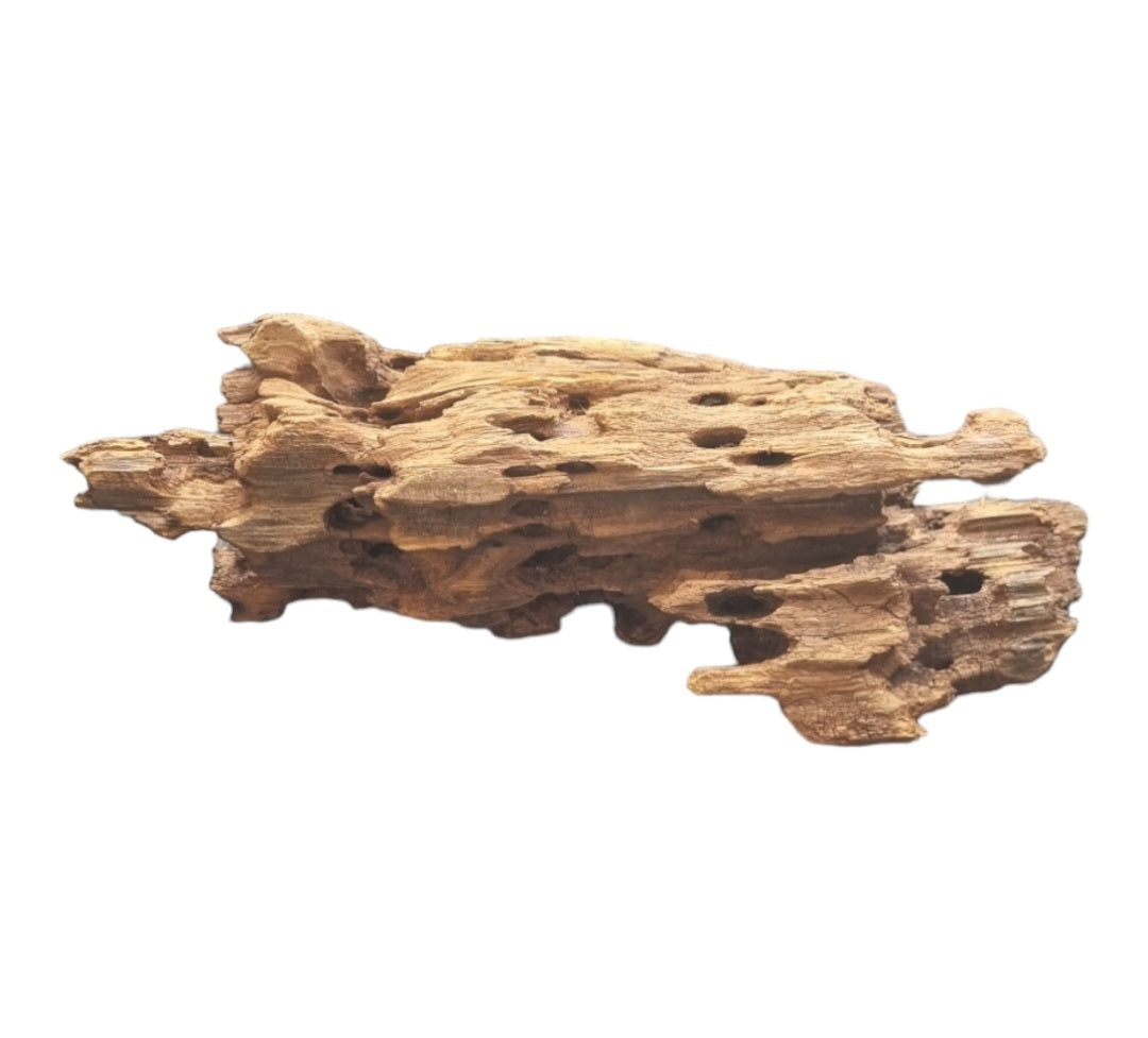 Drachenholz / Dragonwood Wurzel236