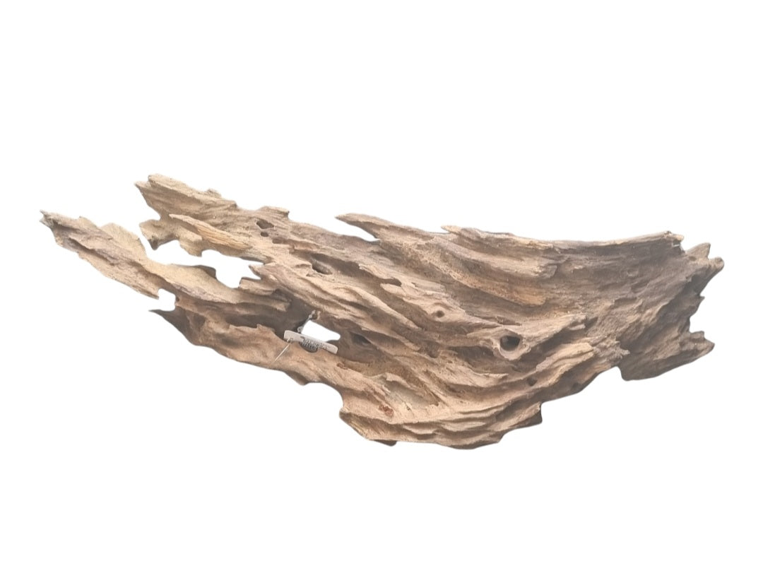 Drachenholz / Dragonwood L Wurzel414