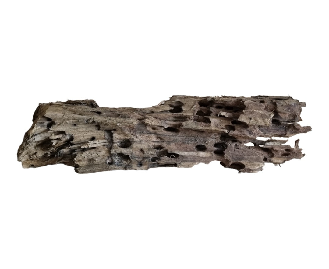 Drachenholz / Dragonwood XL Wurzel412