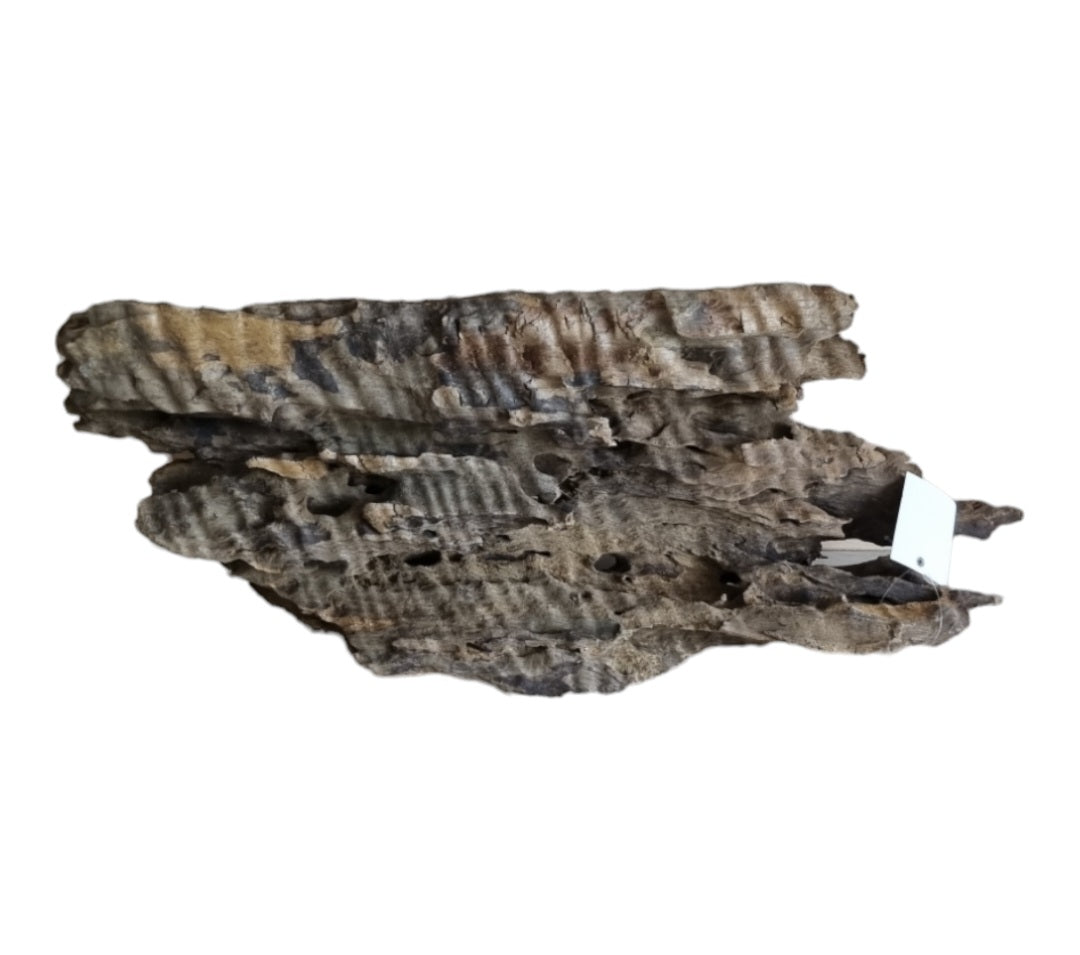 Drachenholz / Dragonwood XL Wurzel416