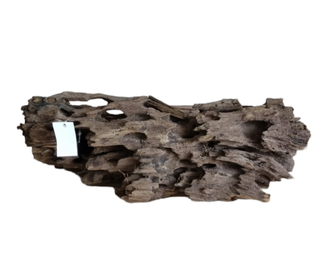 Drachenholz / Dragonwood XL Wurzel418