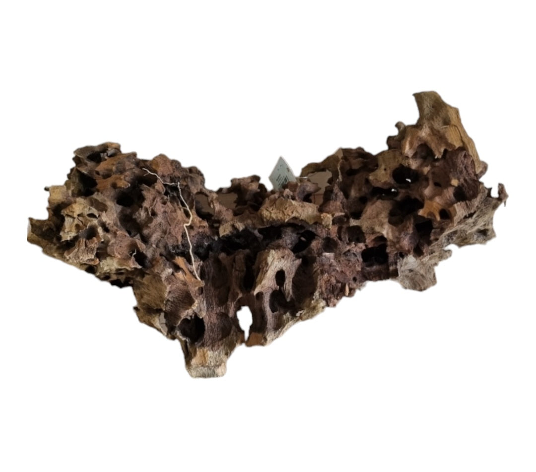 Drachenholz / Dragonwood XL Wurzel419