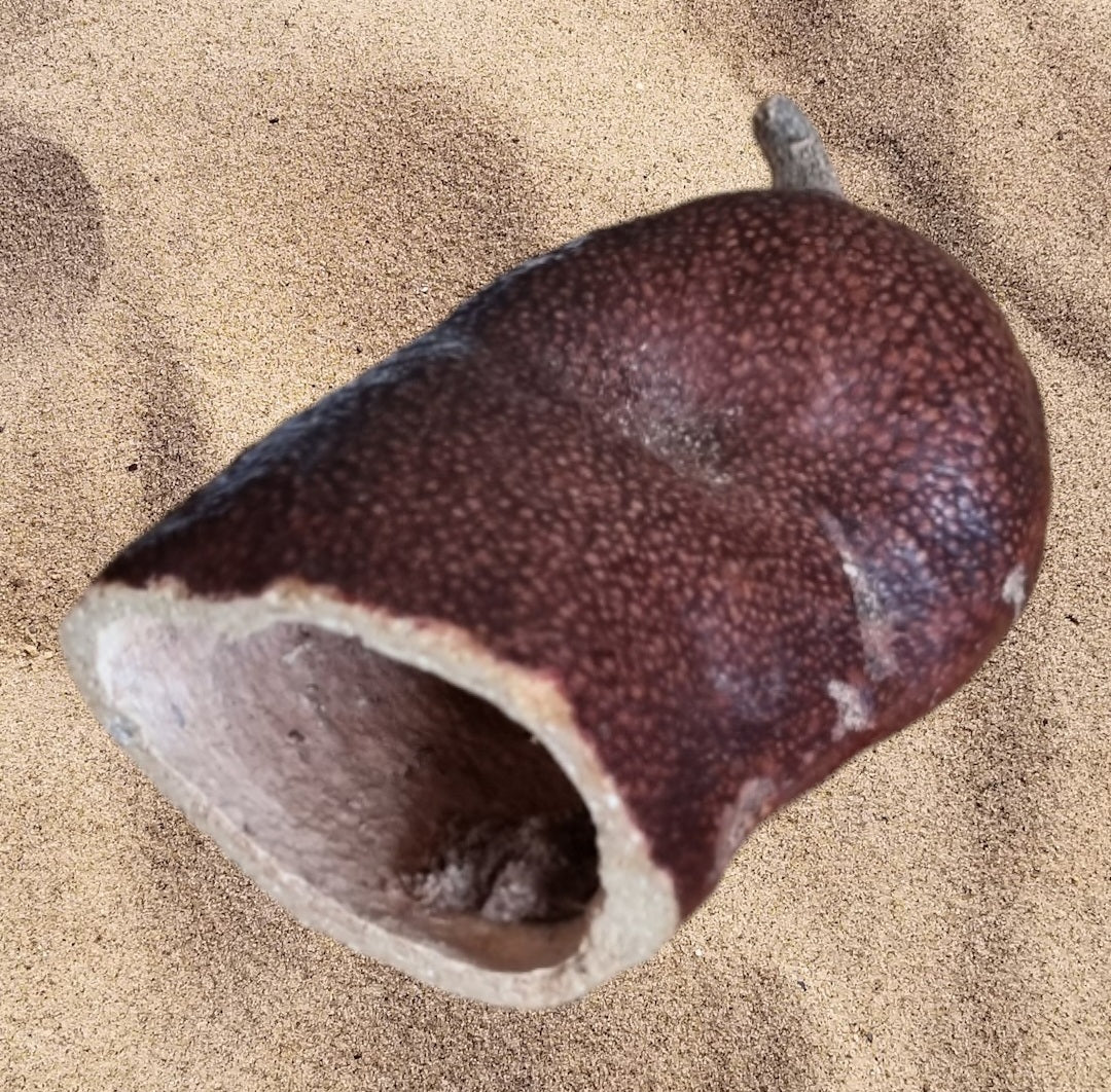 Geöffnete Coubaril-Schote.