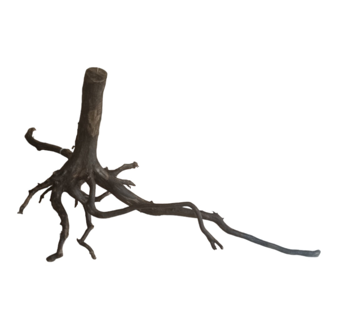 Black Root M Wurzel424