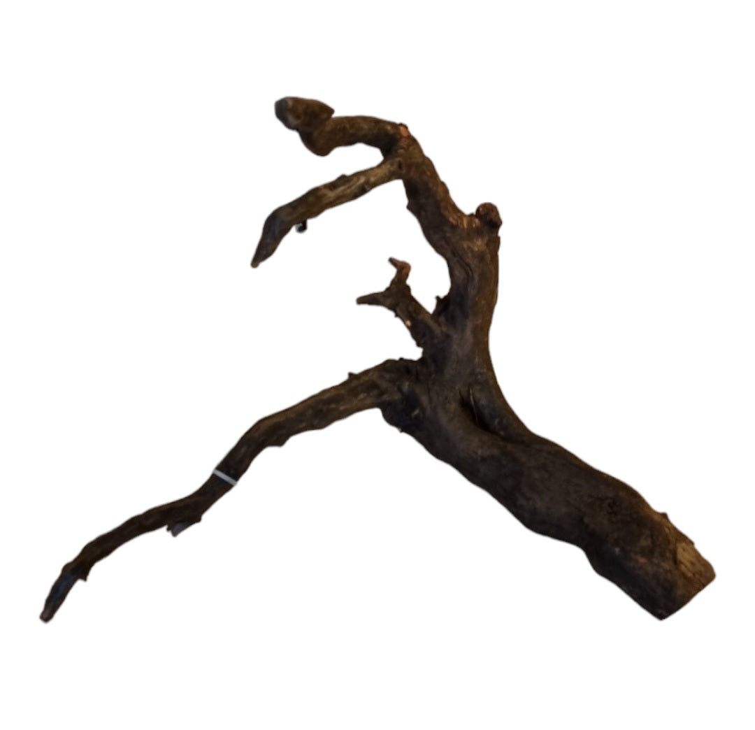 Black Root M Wurzel425