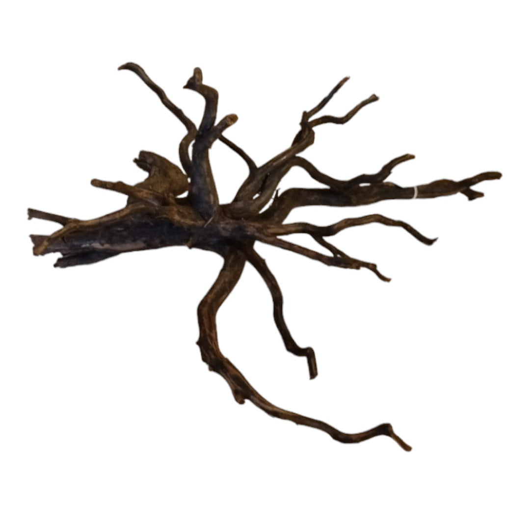 Black Root M Wurzel426